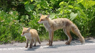 キタキツネの親子 | 大沼国定公園ガイド まるごと大沼