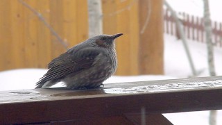 ヒヨドリ（鵯） | 大沼国定公園ガイド まるごと大沼